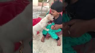 Labrador Puppy  Wants To play With Kid #jack#Labrador#puppy#funny