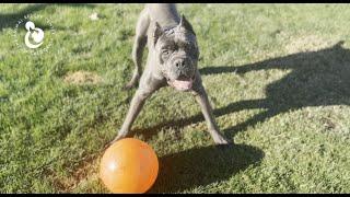 Anderson, The Cane Corso, Gets A Forever Home