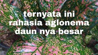 TERNYATA INI RAHASIA ...! AGLONEMA DAUN NYA BESAR BESAR