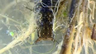 Six Larvae of the Predaceous Diving Beetle (Dytiscidae) hunting, feeding and grooming