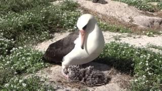 oldest Laysan albatross Wisdom J Klavitter USFWS Feb 19 2013