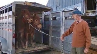 SUFFOLK PUNCH DRAFT HORSES: Lesson 2 On Training Colts