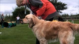 Morgan at an Agility day Hereford