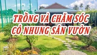 Trồng Cỏ Nhung Sân Vườn Tưởng Dễ Nhưng Sự Thật Ai Ngờ !!!