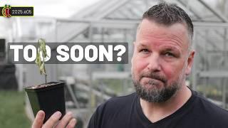 I Moved My Chilli Plants Out Early…Here’s What Happened! 2025.e05