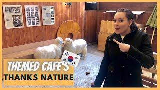 LIVING IN South Korea: THEMED CAFES IN SEOUL KOREA. Sheep Cafe