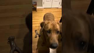 Ava gets another bite of steak. #puppy #redlab #redlabs #doglife