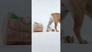 Top 5 Best Dog Toys of 2024 – Keep Your Dog Happy!