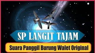 SP Langit Tajam, Suara panggil dan tarik Burung Walet  Berkwalitas Dan Jernih. swiftlet sound 2021