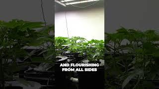 Unlocking the Secret to Boosting Your Home Grow Yields