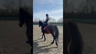 Rising trot practice #horseriding #horse #horses #trot #trotting #horsegirl #horselover #risingtrot