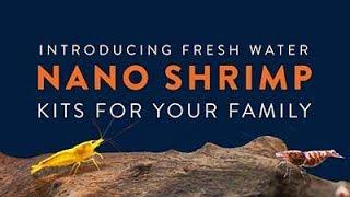 Aqueon: Introducing Fresh Water Nano Shrimp Kits