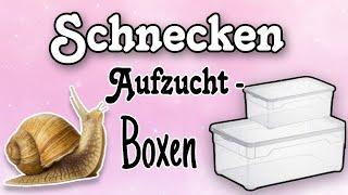 Schnecken / Aufzucht-Boxen #schnecken #snails