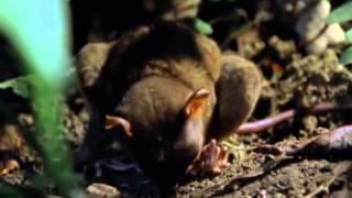 Pure Nature Specials  - Tarsier Primate  The Littlest Alien - Documentary films