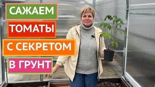 МОИ СЕКРЕТЫ ВЫСАДКИ ТОМАТОВ В ГРУНТ!
