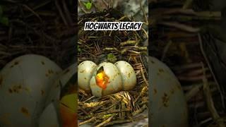 Nach dem Durchspielen entdeckt in Hogwarts Legacy auf der Nintendo Switch #hogwartslegacy #gaming