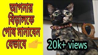 আপনার বিড়ালকে কিভাবে পোষ মানাবেন??বিড়াল পোষ মানানোর সহজ উপায়।।How to pet your cat