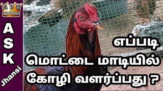 எப்படி மொட்டை மாடியில் கோழி வளர்ப்பது ? Nattu Kozhi Valarppu in Terrace