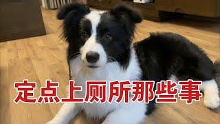 【训犬干货】狗狗定点上厕所学不会？知道这些细节新手小白也可以很快上手—border collie Mia