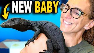 I Got A New Black Dragon For My Reptile Zoo!