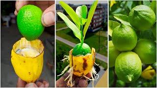 How to grow lemon tree with lemon fruit (100% success result) | Easy method