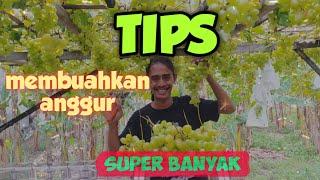 tips membuahkan anggur super banyak