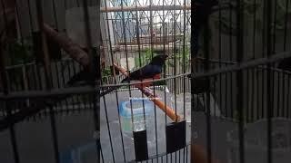 Alien Minggu depan udah siap perdana, gasss #kicaumania #beranda #fyp #video #burung #homepage