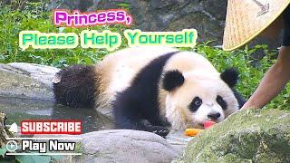 Caring Nanny Delivers Food To Panda's Mouth | iPanda