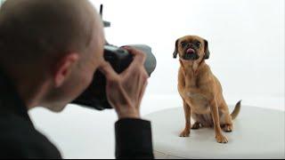 Canon Light Awards | Pet Photography Tips