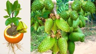 Great Technique For Grafting Soursop tree fast with chicken egg banana l How to grow Soursop trees