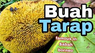  Buah Tarap  [Terkenal di Borneo ] Terutamanya Sabah...