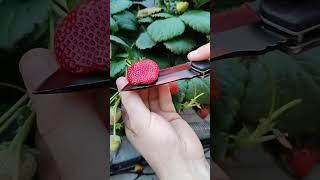 The Best Strawberry #plants #growing #gardening