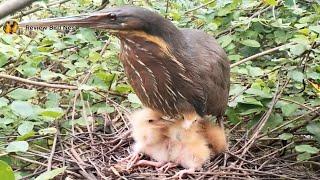 Black bittern Birds  Little birds in a beautiful nest (EP23) Beautiful Black bittern Birds