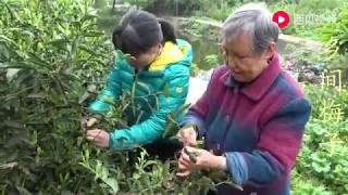 新鲜采摘回来的茶叶，这样制作全过程，变成好喝的上好绿茶