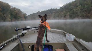 Squirrel hunting Mountain Cur dogs