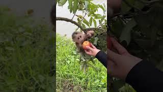 Cute and naughty baby monkey  #monkey #funny #animal #funnymonkey #shorts