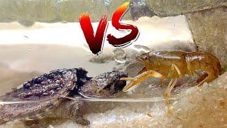 Turtle vs Crawfish!  *Epic Battle Royale*