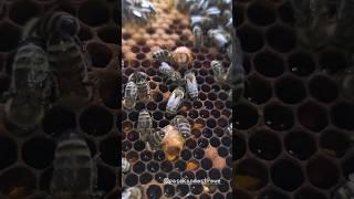 Маточное молочкоПольза для укрепление силымужчин