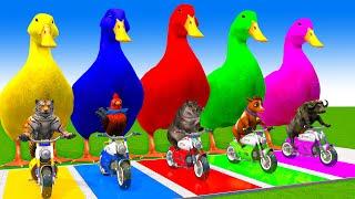 5 Giant Duck Cartoon,Cow,Elephant,Tiger,Lion,Dinosaur,Paint Wild Animals Crossing Fountain Animation