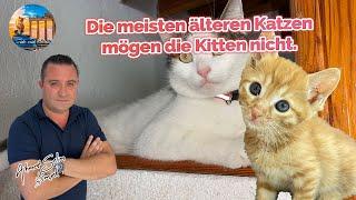 Die meisten älteren Katzen mögen die Kitten nicht.