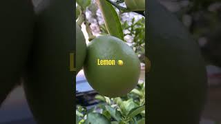 #lemon 