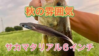 【増水】唯一無二のこのアクション【バス釣り】