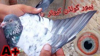 Pure Golden Kabootar || Golden Breeder Pairs || 03234639084 || Jani Jutt Pigeons.