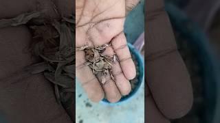 Neelambaram seeds video ll #subscribe #gardening