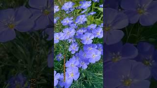 flowers #beautifulflowers #nature #flower #shorts