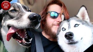 NORA THE HUSKY TALKS TO NEW FRIENDS AT DOG PARK!