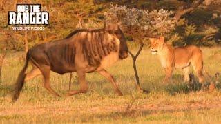 Look at This Lion Pride At Sunset | Lalashe Mara Ripoi Safari