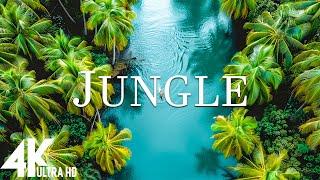 JUNGLE 4K - The World’s Largest Tropical Rainforest | Relaxation Film with Calming Music