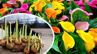 How to SUCCESSFULLY Plant Calla Lilies - Activate Bulbs 