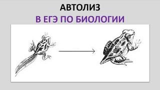 6.  Автолиз в ЕГЭ по биологии